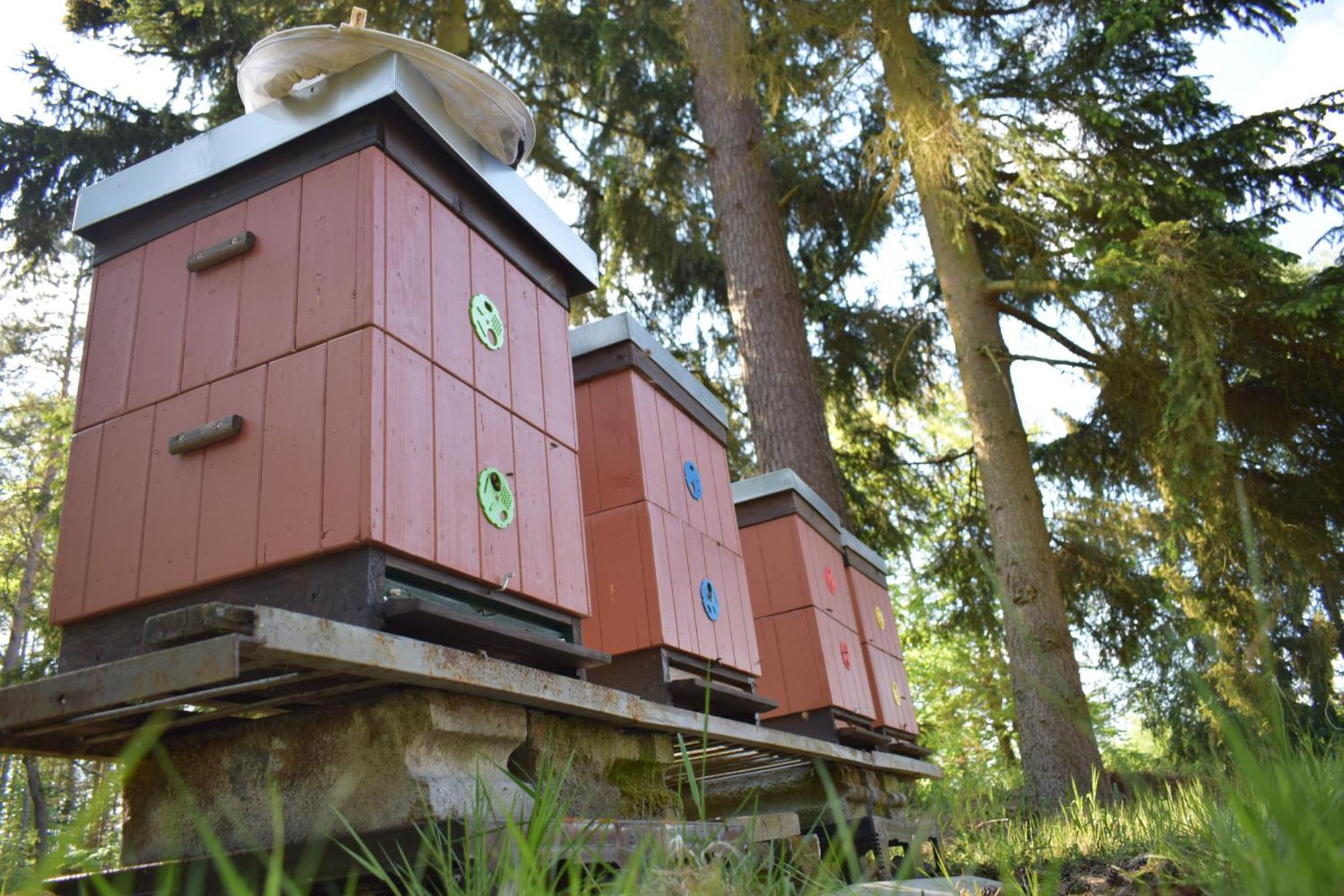 Hotel Treehouse U Rybnika Osecna Zewnętrze zdjęcie